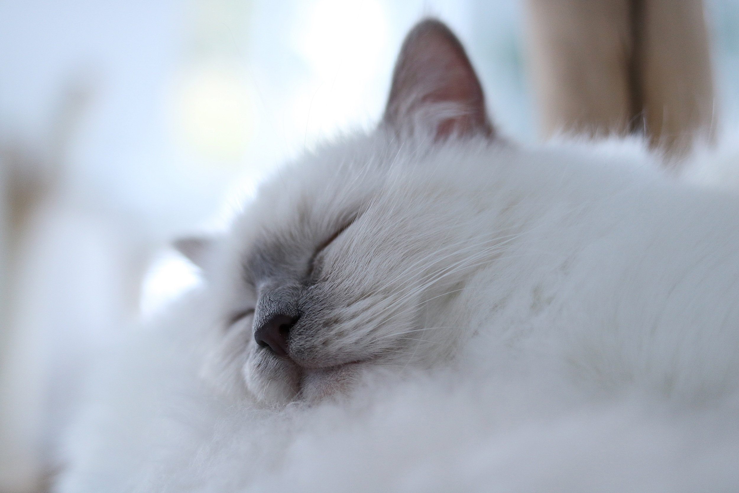 MENOW interior - Naturkratzbäume