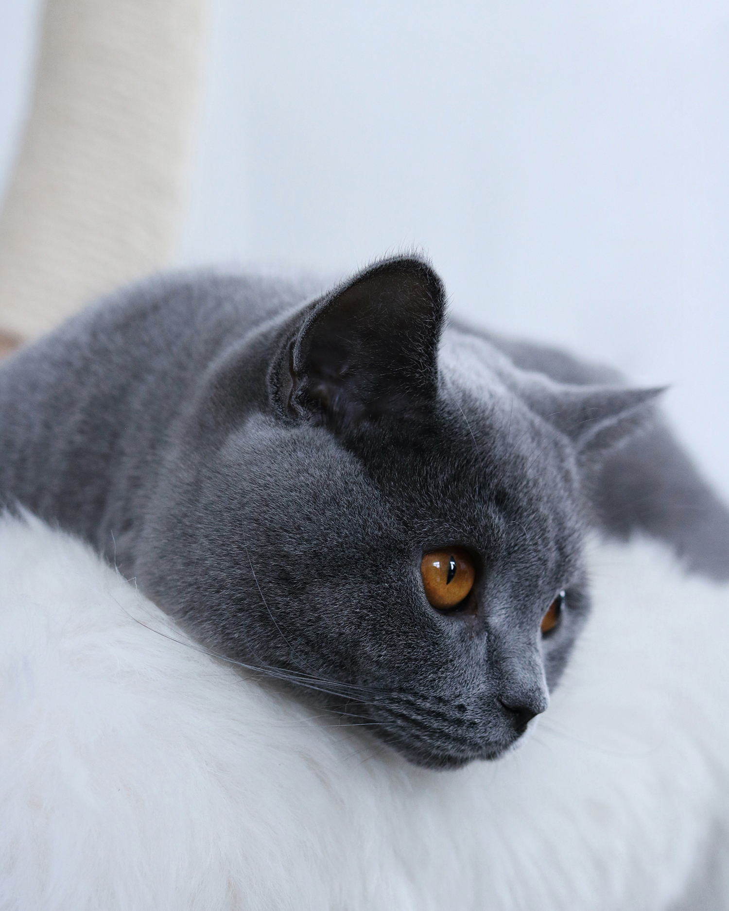 MENOW interior - Kratzen