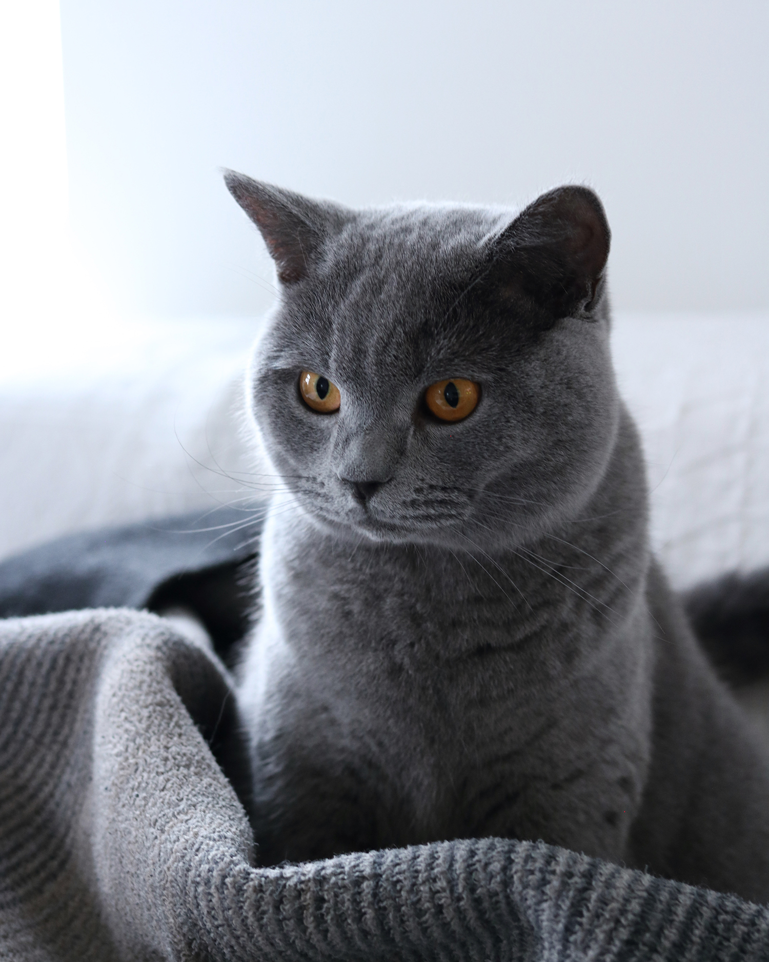 MENOW interior - Kartäuser Jean Pierre