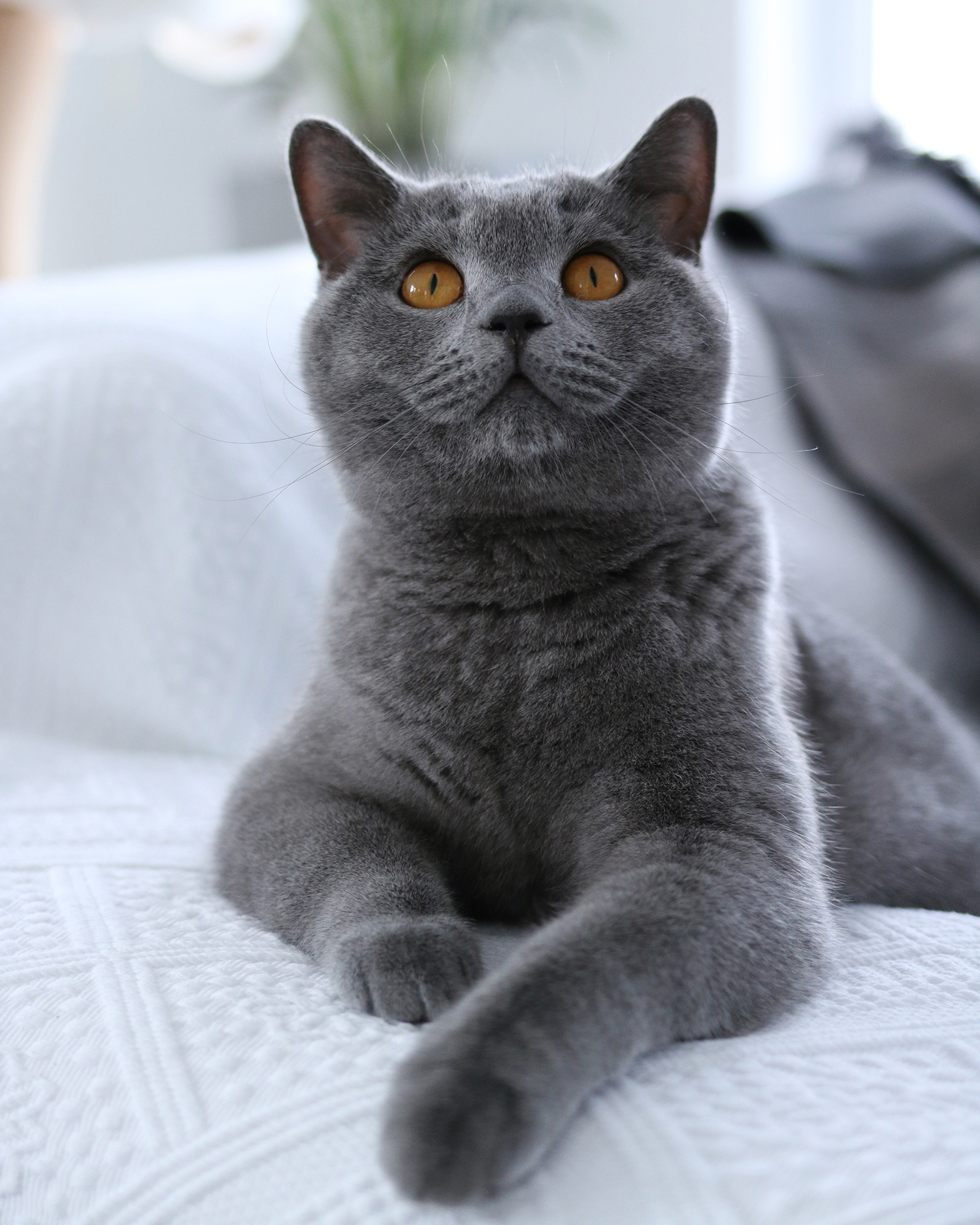 MENOW interior - Kartäuser Jean Pierre