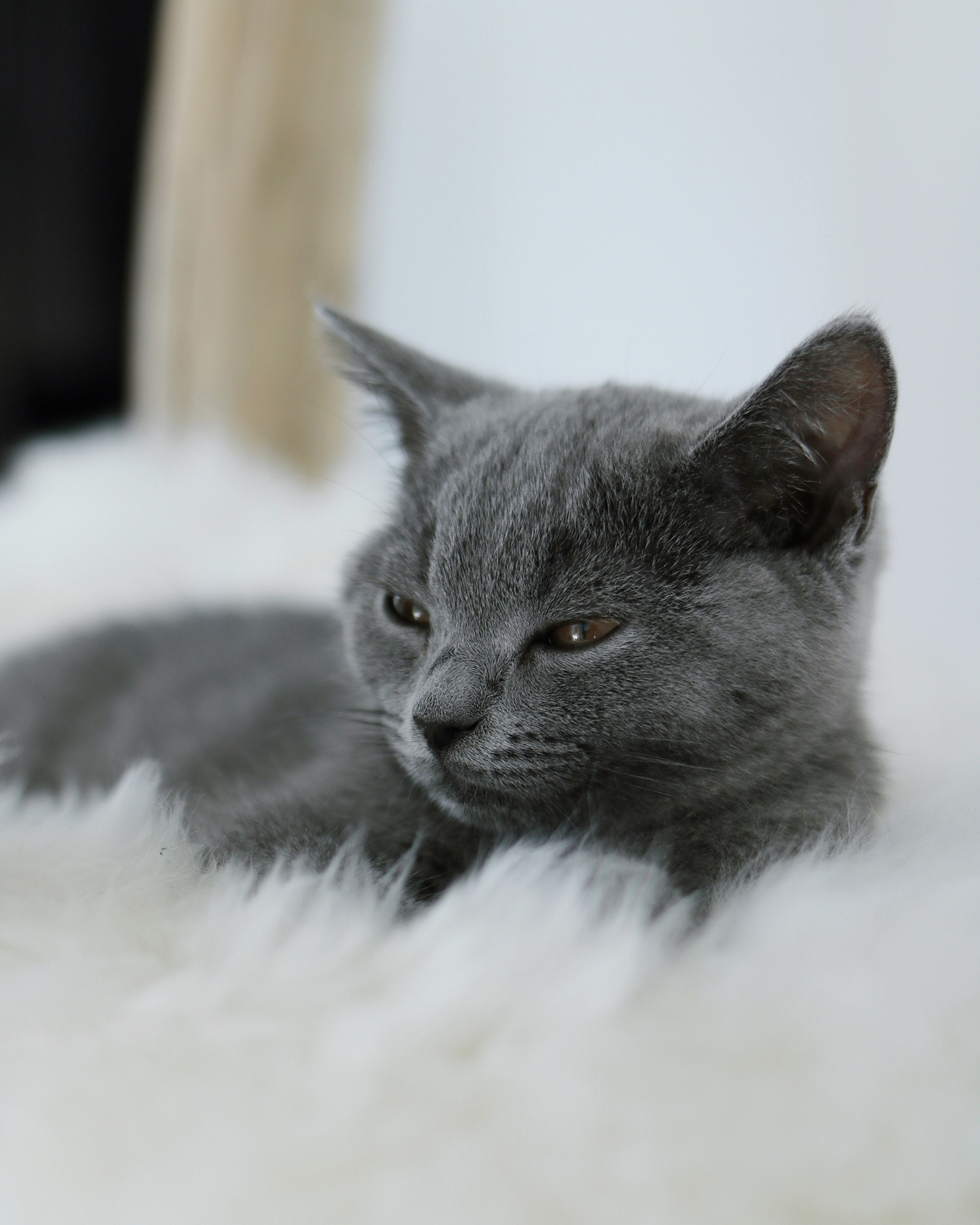 MENOW interior - Kartäuser Jean Pierre