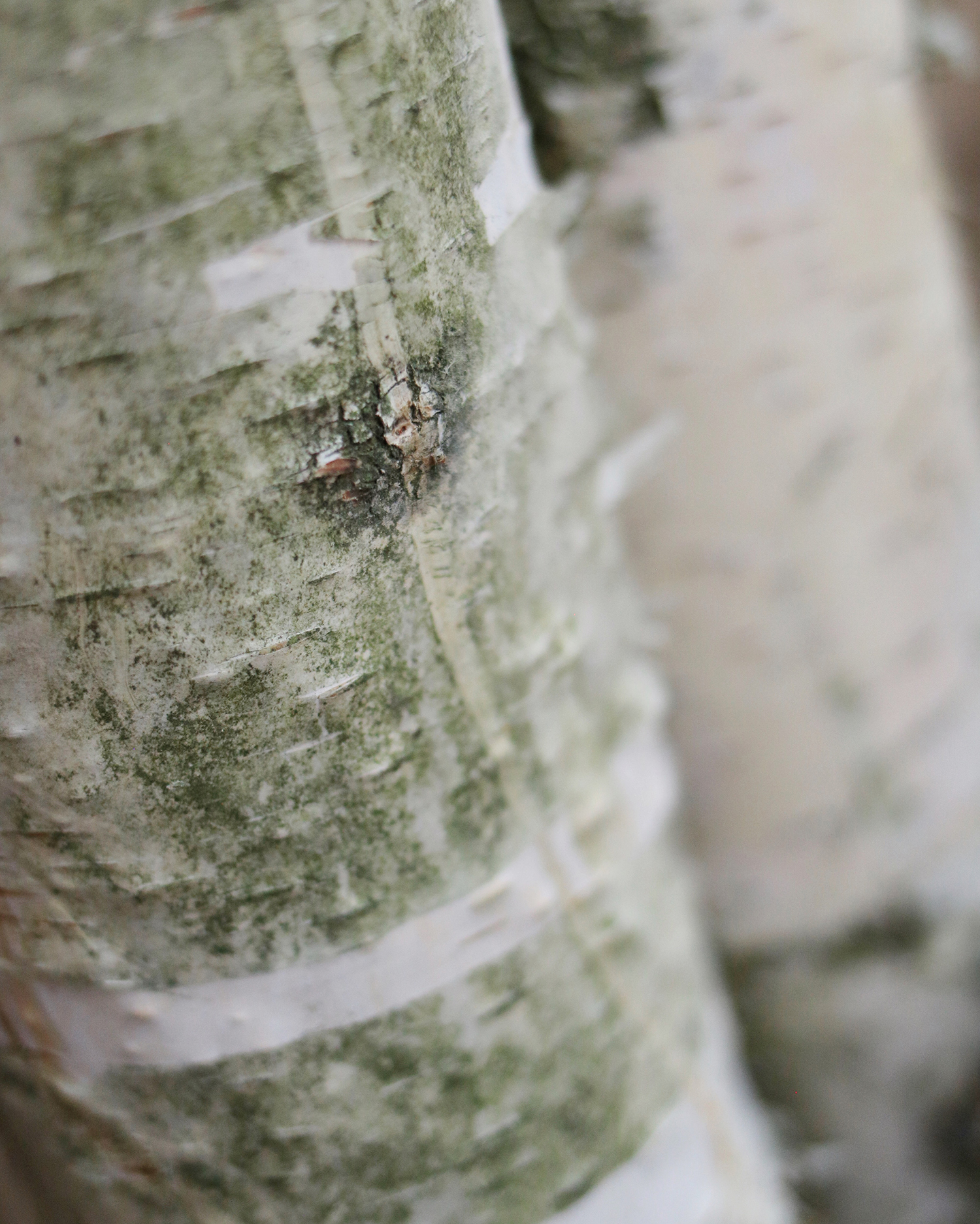 MENOW interior - Herstellung Kratzbaum/Kratzstamm