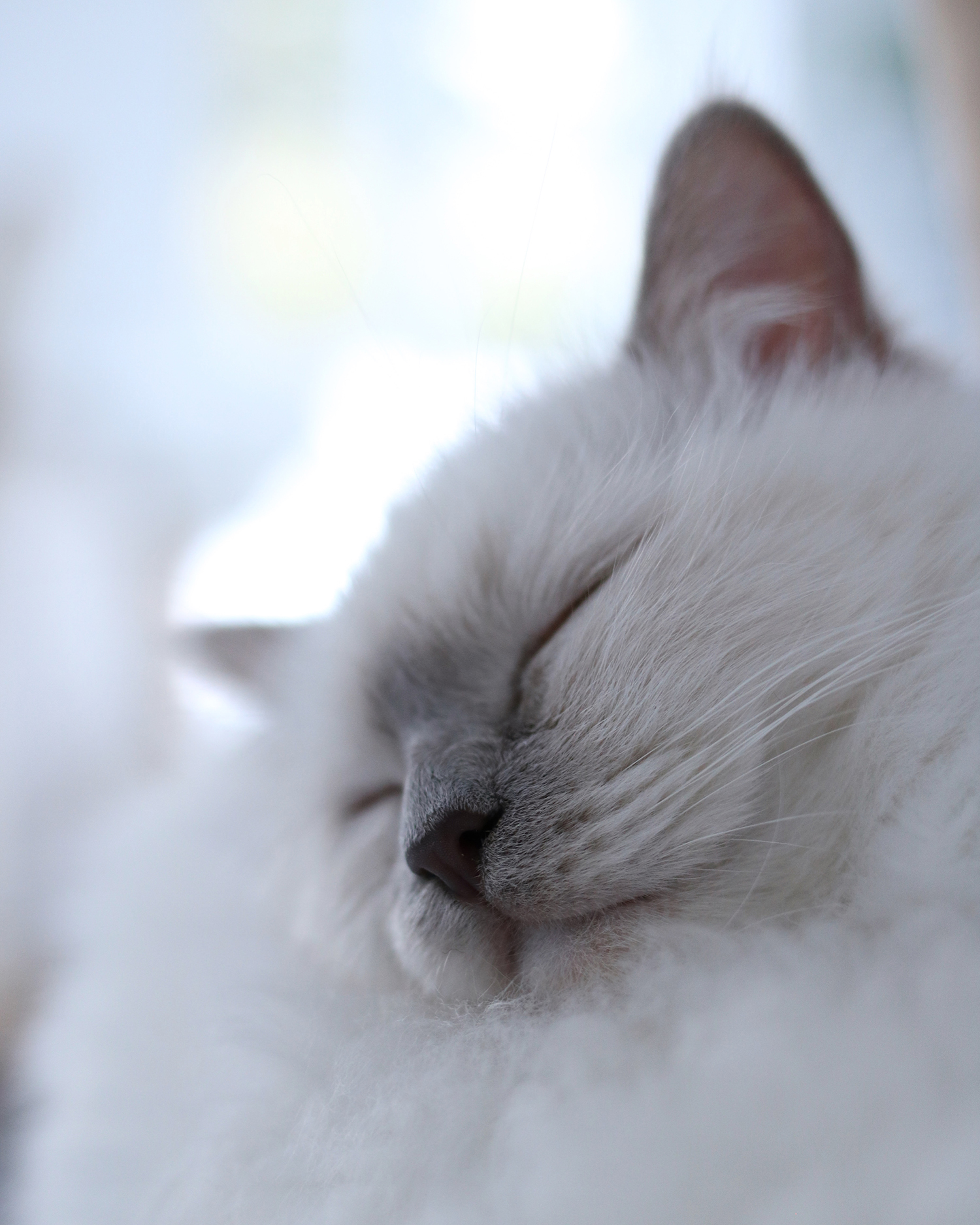 MENOW interior - Heilige Birma Lilly Rose