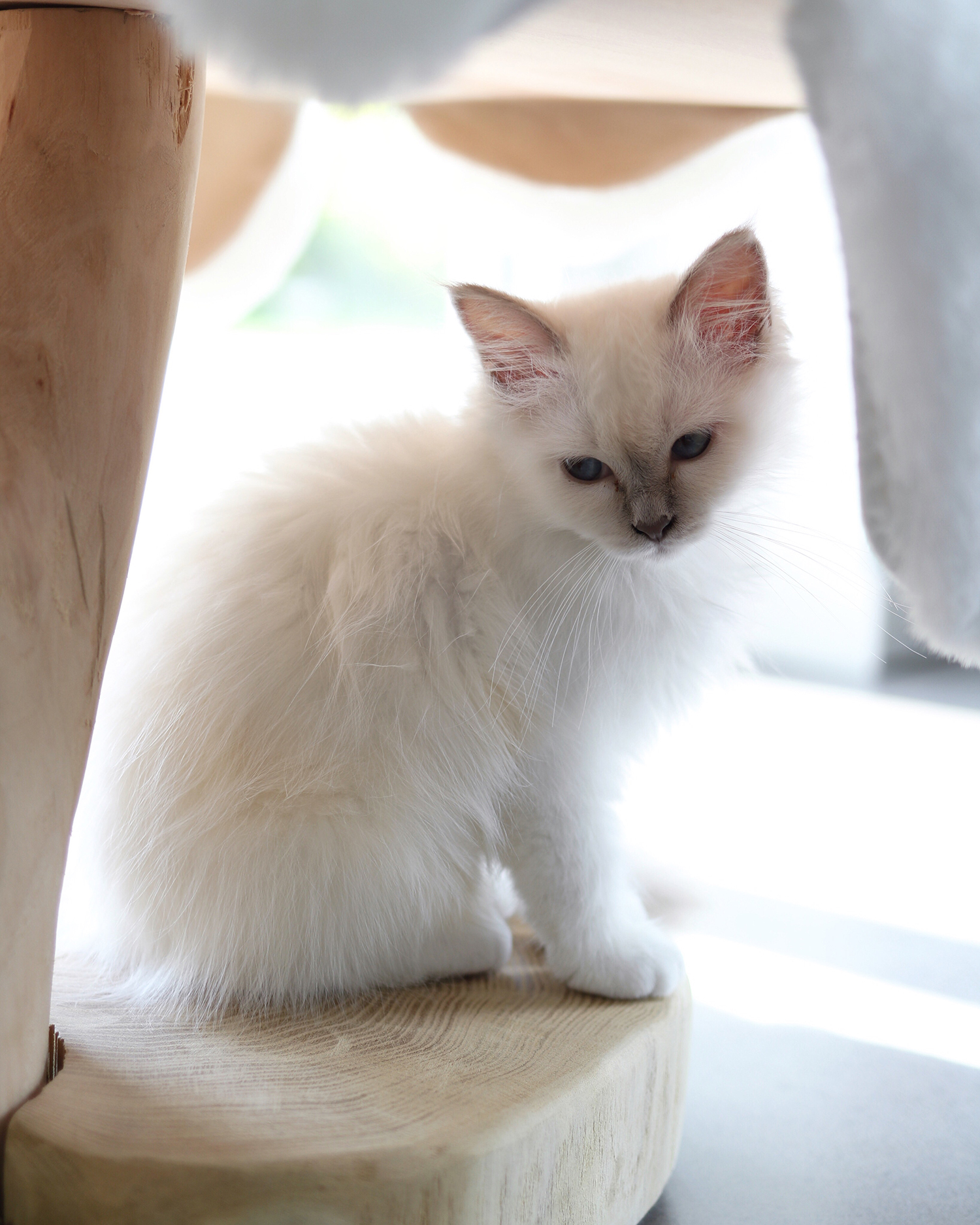 MENOW interior - Heilige Birma Lilly Rose