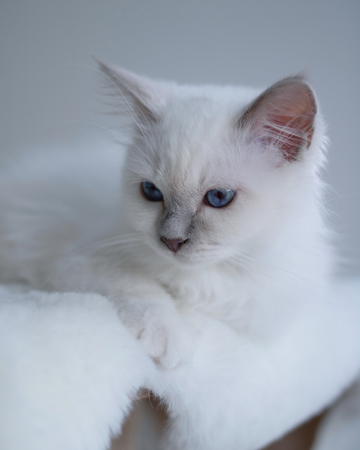 MENOW interior - Heilige Birma Lilly Rose