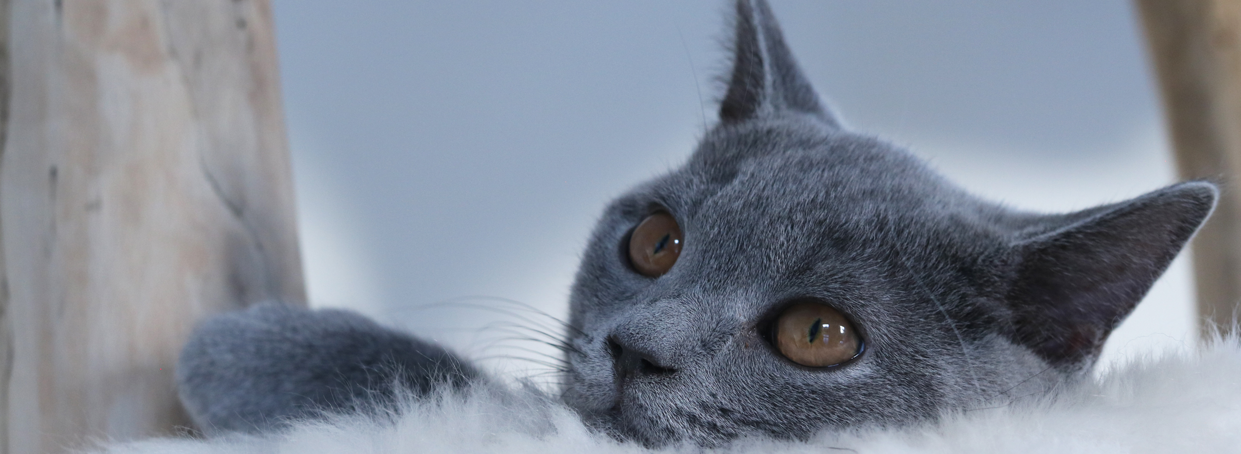 MENOW interior - Kartäuser Jean Pierre