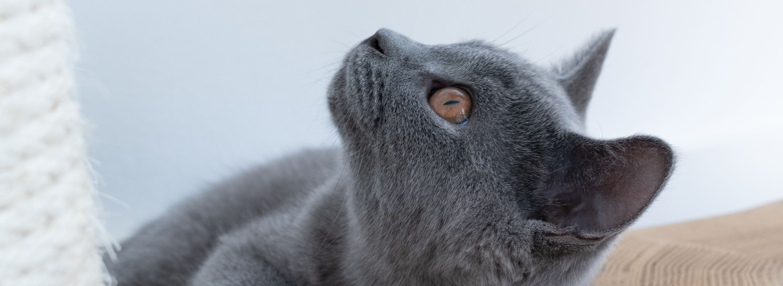 MENOW interior - Kartäuser Jean Pierre